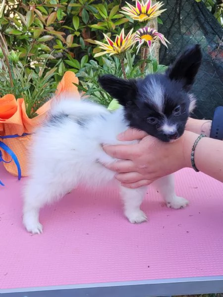 Cucciolo di razza taglia piccola | Foto 1