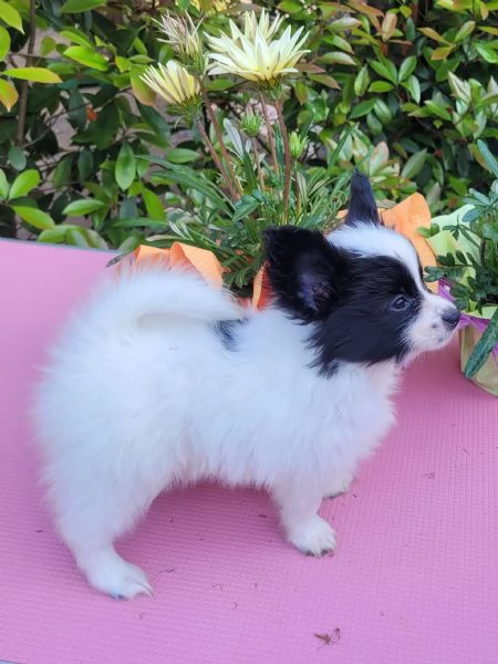 Cucciolo di razza taglia piccola | Foto 0