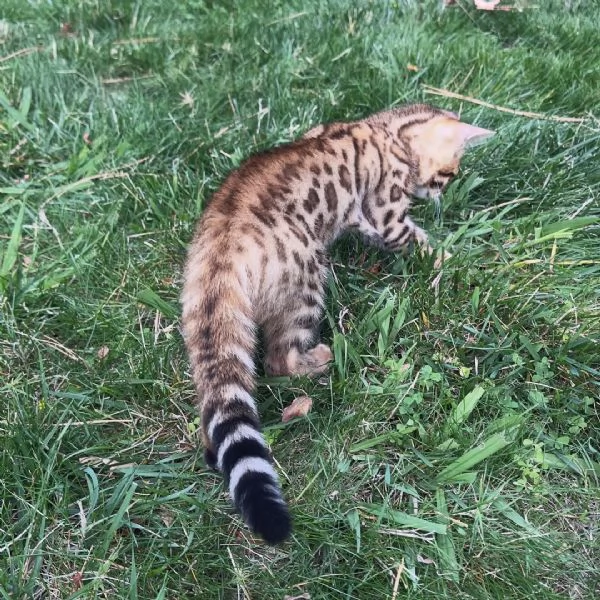 Gattino Bengala  Disponibilitagrave limitata prenota ora | Foto 3
