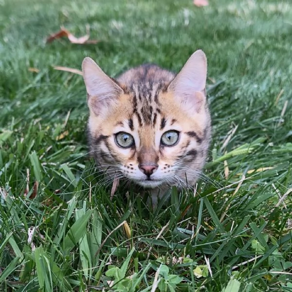 Gattino Bengala  Disponibilitagrave limitata prenota ora | Foto 2