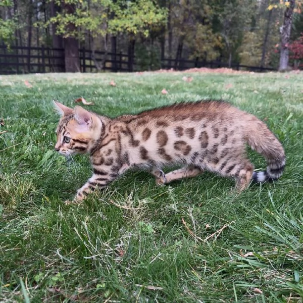 Gattino Bengala  Disponibilitagrave limitata prenota ora | Foto 1