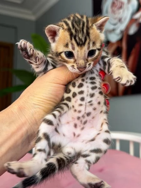 Gattino Bengala  Disponibilitagrave limitata prenota ora | Foto 0