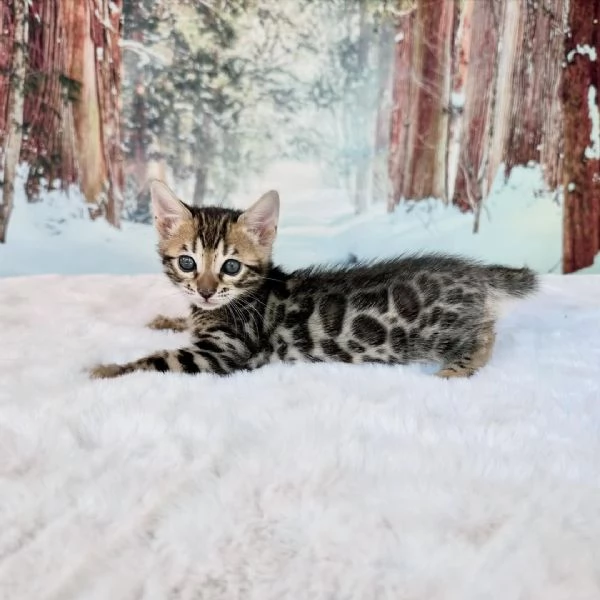 Gattino Bengala  Qualitagrave e bellezza eccezionali in adozione | Foto 3
