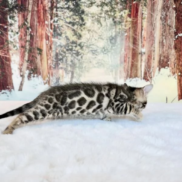 Gattino Bengala  Qualitagrave e bellezza eccezionali in adozione