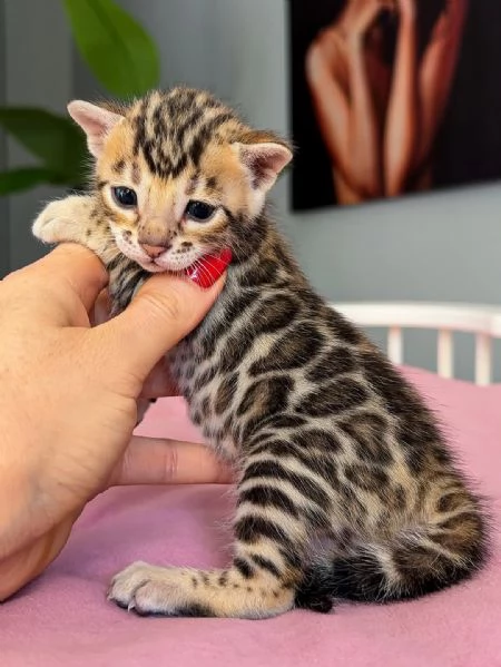 Gattino Bengala  Qualitagrave e bellezza eccezionali in adozione | Foto 1