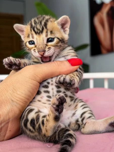 Gattino Bengala  Qualitagrave e bellezza eccezionali in adozione | Foto 0