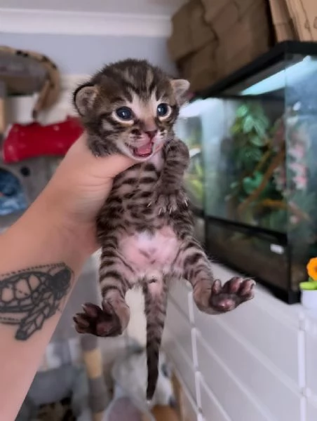 Splendido gattino Bengal in adozione  Pronto subito  | Foto 3