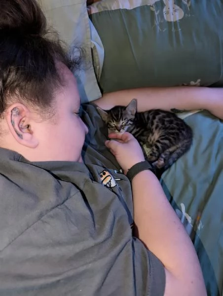 Splendido gattino Bengal in adozione  Pronto subito  | Foto 1