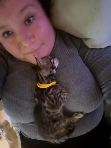Splendido gattino Bengal in adozione  Pronto subito 