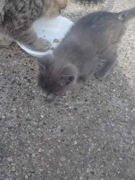 Regalo Gattini 