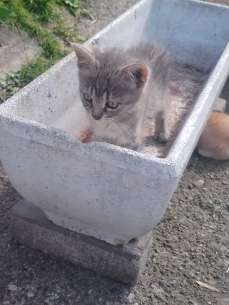 Regalo Gattini  | Foto 0
