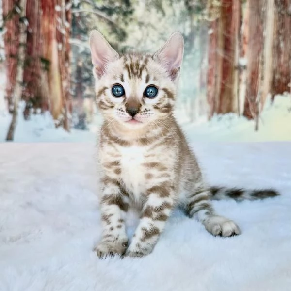 Gattino di razza Bengala cerca una famiglia amorevole | Foto 3