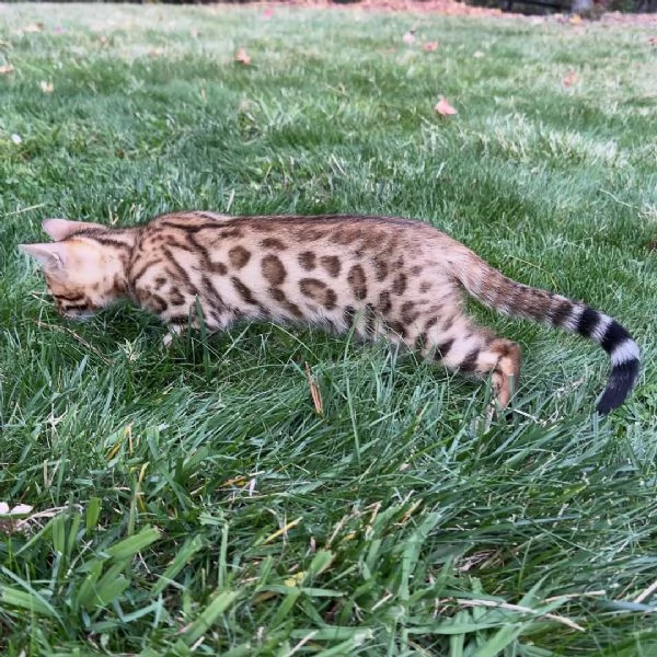 Gattino di razza Bengala cerca una famiglia amorevole | Foto 2