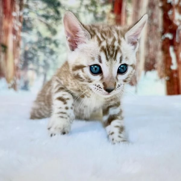 Gattino di razza Bengala cerca una famiglia amorevole | Foto 1