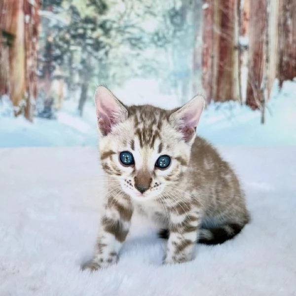 Gattino di razza Bengala cerca una famiglia amorevole | Foto 0