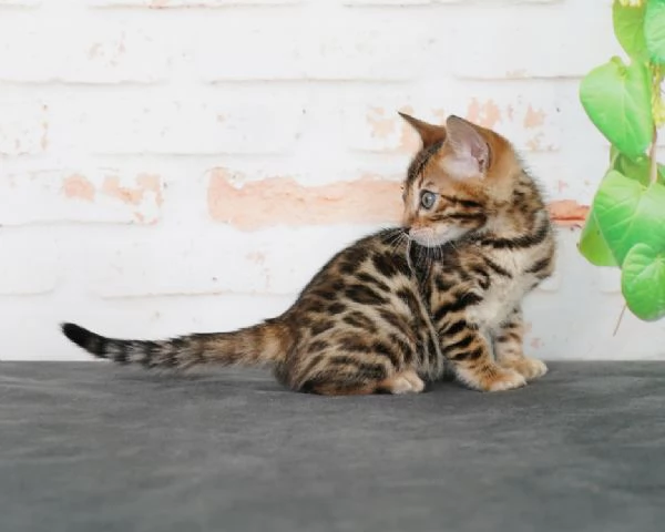 Adorabile cucciolo di Bengala  Disponibile | Foto 3