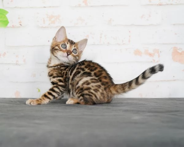 Adorabile cucciolo di Bengala  Disponibile | Foto 2