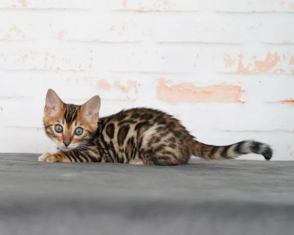 Adorabile cucciolo di Bengala  Disponibile