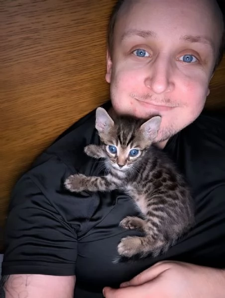 Rari cuccioli di Bengala in adozione  Disponibilitagrave limitata | Foto 0