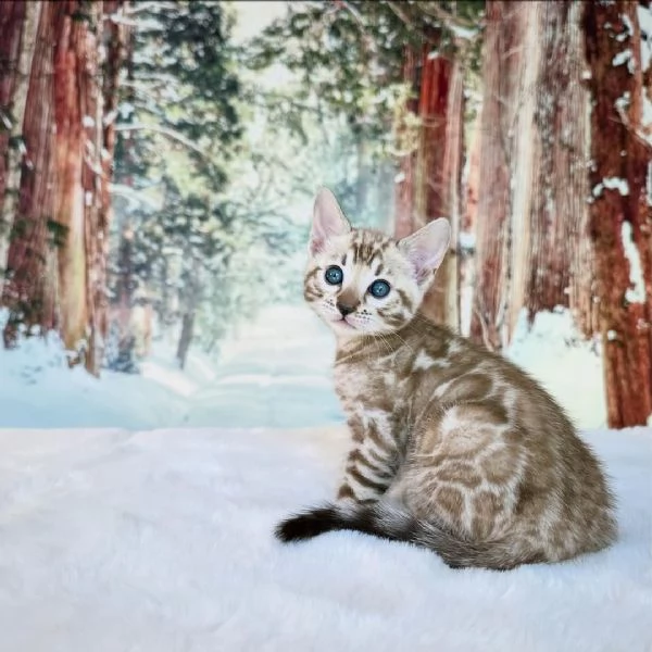 Cuccioli di Bengala esotici in cerca di una casa per sempre
