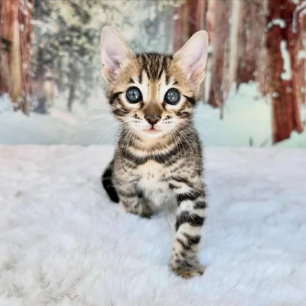 Cuccioli di Bengala esotici in cerca di una casa per sempre | Foto 3