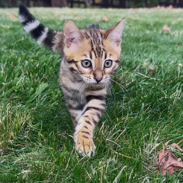 Cuccioli di Bengala  Aspetto selvatico carattere dolce pronti per essere adottati | Foto 3
