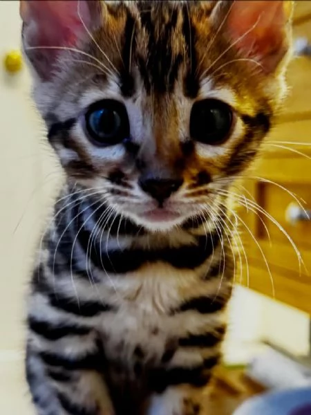 Adorabili gattini del Bengala  Prenota il tuo oggi stesso | Foto 3