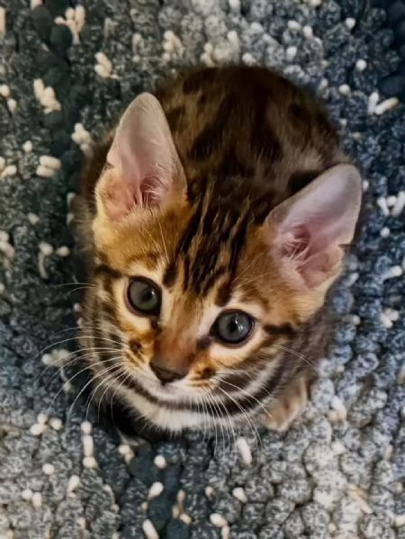 Adorabili gattini del Bengala  Prenota il tuo oggi stesso | Foto 2