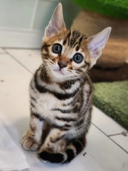 Adorabili gattini del Bengala  Prenota il tuo oggi stesso