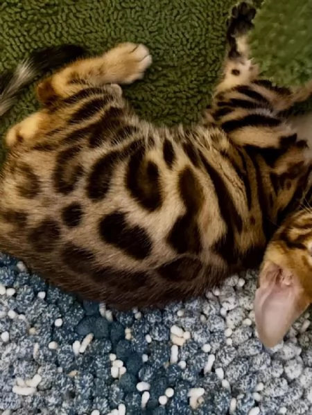 Adorabili gattini del Bengala  Prenota il tuo oggi stesso | Foto 1