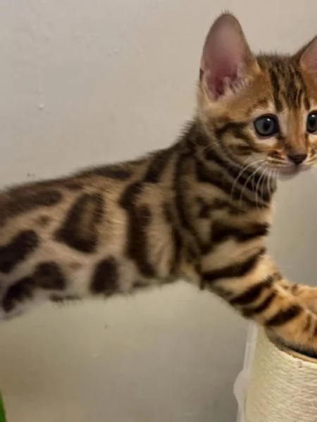 Adorabili gattini del Bengala  Prenota il tuo oggi stesso | Foto 0