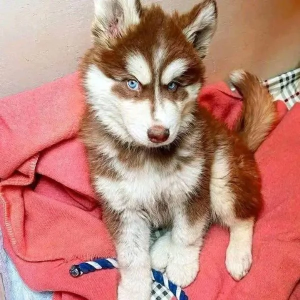 Cuccioli di Siberian Husky disponibili