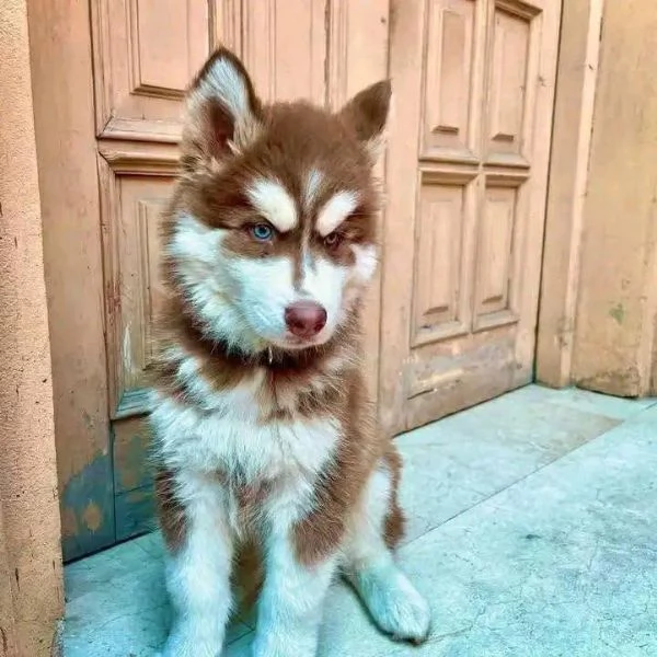 Cuccioli di Siberian Husky disponibili | Foto 0