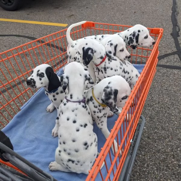 Bellissimi cuccioli di dalmata