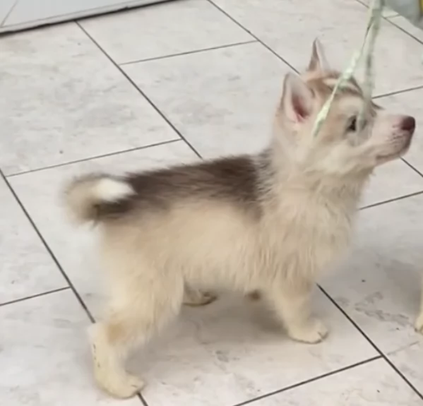 meraviglioso Cuccioli di Husky per adozione | Foto 1