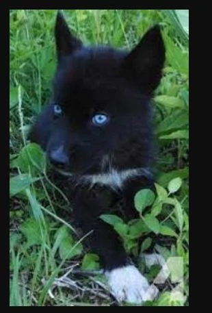 meraviglioso Cuccioli di Husky per adozione