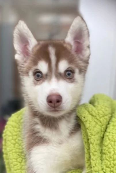 meraviglioso Cuccioli di Husky per adozione | Foto 2