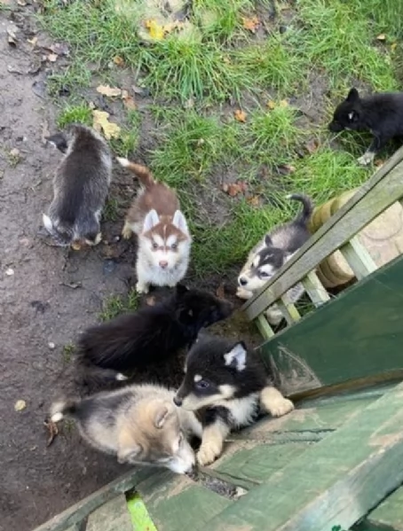 meraviglioso Cuccioli di Husky per adozione | Foto 0