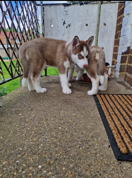 meraviglioso Cuccioli di Husky per adozione | Foto 2