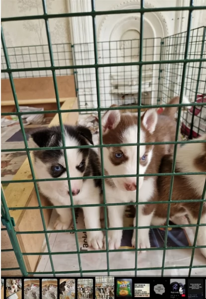 meraviglioso Cuccioli di Husky per adozione | Foto 1