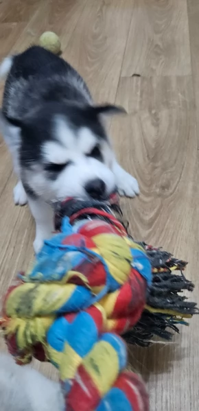 meraviglioso Cuccioli di Husky per adozione