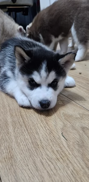 meraviglioso Cuccioli di Husky per adozione | Foto 0