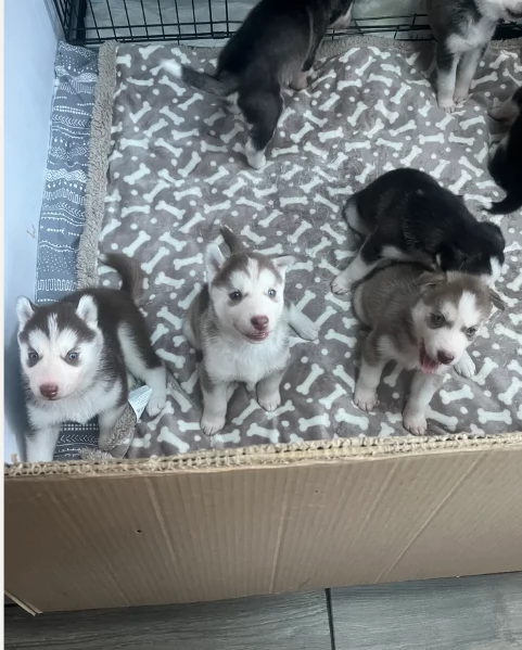 meraviglioso Cuccioli di Husky per adozione