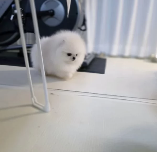 pomerania maschio e femmina per ladozione