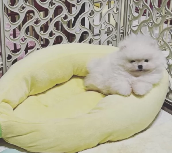 pomerania maschio e femmina per ladozione | Foto 3