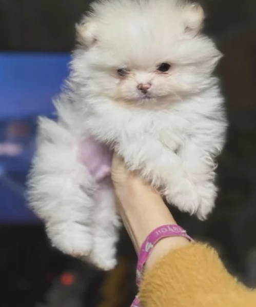 pomerania maschio e femmina per ladozione
