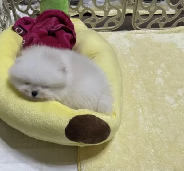 pomerania maschio e femmina per ladozione | Foto 5