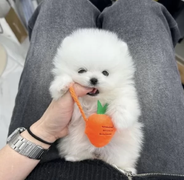 pomerania maschio e femmina per ladozione | Foto 3