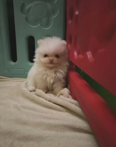 pomerania maschio e femmina per ladozione | Foto 4
