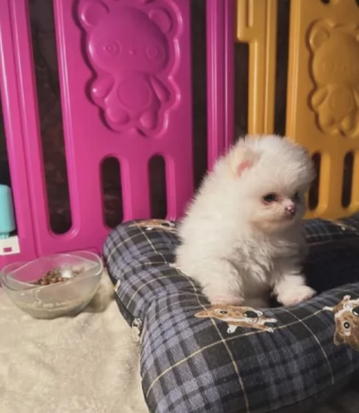 pomerania maschio e femmina per ladozione | Foto 3
